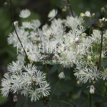Василистник лепестковидный (T. petaloideum)