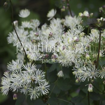 Василистник лепестковидный (Thalictrum petaloideum)