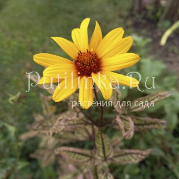 Гелиопсис Summer Pink (Heliopsis Summer Pink)