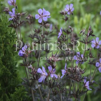 Герань луговая Hokus Pokus (Geranium pratense Hokus Pokus)