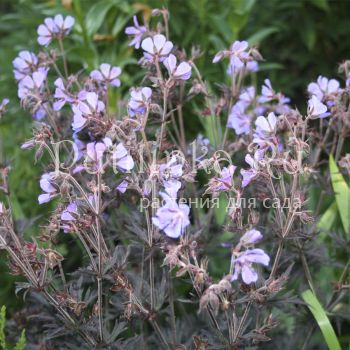 Герань луговая Hokus Pokus (Geranium pratense Hokus Pokus)