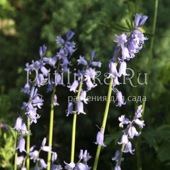 Гиацинтелла  (Hyacinthoides  Hispanica)