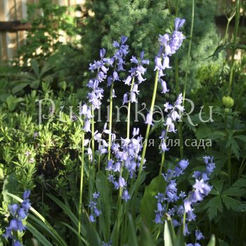 Гиацинтелла  (Hyacinthoides  Hispanica)