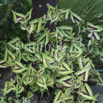 Горец мелкоголовый Purple Fantasy (Persicaria microcephala Purple Fantasy)