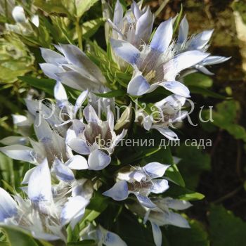 Горечавка семираздельная бело-голубая (Gentiana x septemfida)