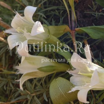 Горечавка семираздельная Alba (Gentiana septemfida Alba)