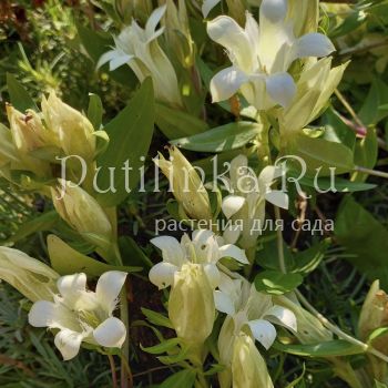 Горечавка семираздельная Alba (Gentiana septemfida Alba)