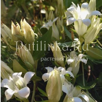 Горечавка семираздельная Alba (Gentiana septemfida Alba)