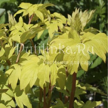 Дицентра великолепная Gold Heart (Dicentra Gold Heart)