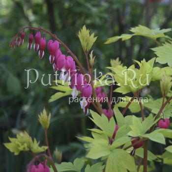 Дицентра великолепная Gold Heart (Dicentra Gold Heart)