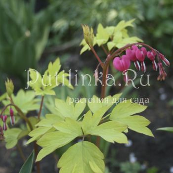 Дицентра великолепная Gold Heart (Dicentra Gold Heart)