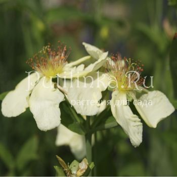 Зверобой большой Alba (Hypericum ascyron)