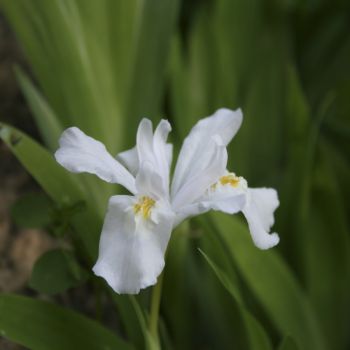 Ирис сизый Alba (Iris glaucescens Alba)