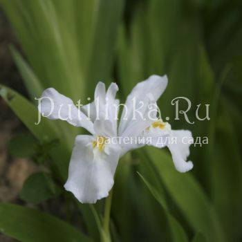 Ирис сизый Alba (Iris glaucescens Alba)