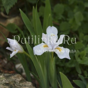 Ирис сизый Alba (Iris glaucescens Alba)