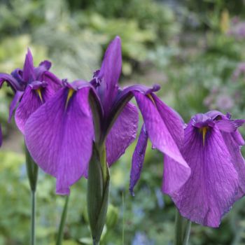 Ирис мечевидный, Кемпфера (Iris ensata)
