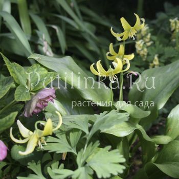 Кандык гибридный Pagoda (E. hibr. Pagoda)