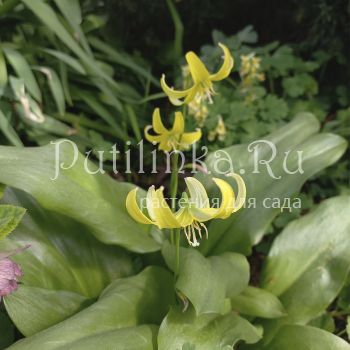 Кандык гибридный Pagoda (E. hibr. Pagoda)