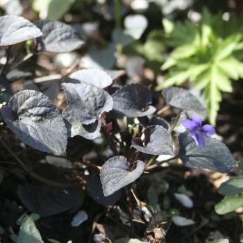 Фиалка лабрадорская (Viola labradorica)