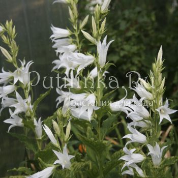 Колокольчик широколистный Alba (Campanula latifolia Alba)