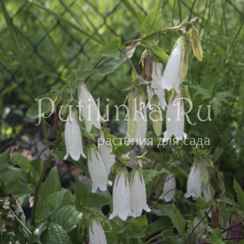 Колокольчик точечный (Campanula takesimana)