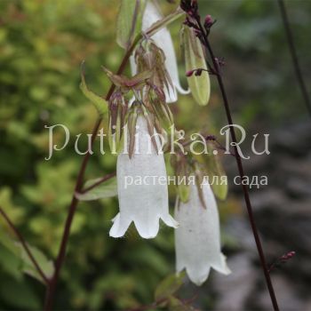 Колокольчик точечный (Campanula takesimana)