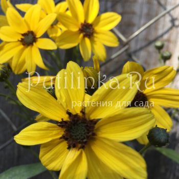 Кореопсис Lightning Flash (Coreopsis Lightning Flash)*