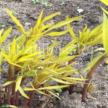 Кореопсис Lightning Flash (Coreopsis Lightning Flash)*