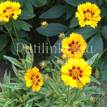 Кореопсис Teguila Sunrise (Coreopsis Teguila Sunrise)*