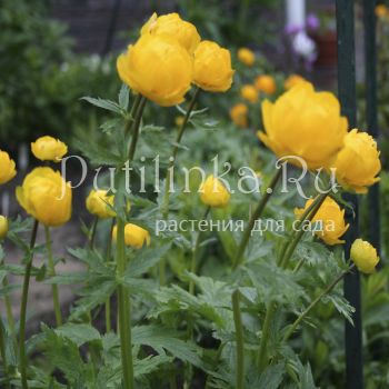 Купальница гибридная Yellow King (Trollius hib. Yellow King)