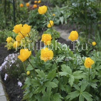 Купальница гибридная Yellow King (Trollius hib. Yellow King)