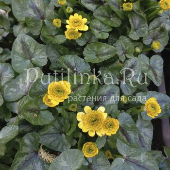 Лютик Colarette (R. ficaria Colarette)