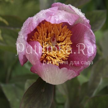 Пион обратнояйцевидный (Paeonia obovata var.caucasica)