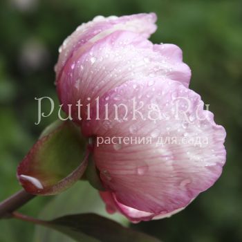 Пион обратнояйцевидный (Paeonia obovata var.caucasica)