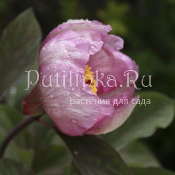 Пион обратнояйцевидный (Paeonia obovata var.caucasica)