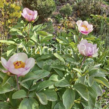 Пион обратнояйцевидный (Paeonia obovata var.caucasica)