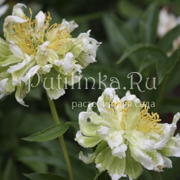 Пион Green Halo (Paeonia Green Halo)