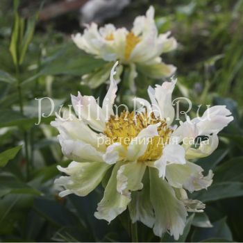 Пион Green Halo (Paeonia Green Halo)