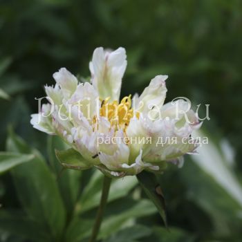 Пион Green Lotus (Paeonia Green Lotus)