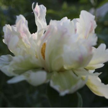 Пион Green Lotus (Paeonia Green Lotus)