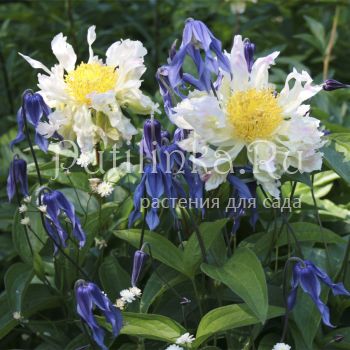 Пион Green Lotus (Paeonia Green Lotus)