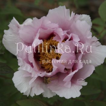 Пион Рока (Paeonia rockii)