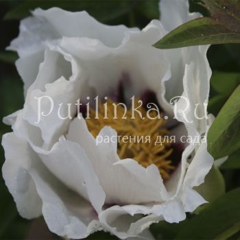 Пион Рока (Paeonia rockii)