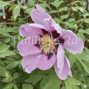 Пион Рока (Paeonia rockii)