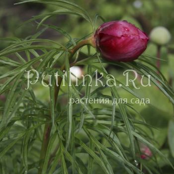 Пион степной (Paeonia sp.x steposa)