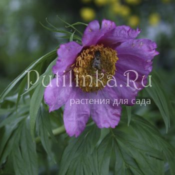 Пион уклоняющийся (Paeonia anomala)