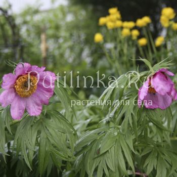 Пион уклоняющийся (Paeonia anomala)