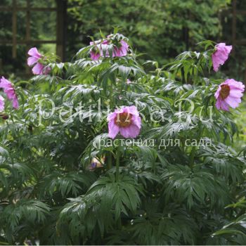 Пион уклоняющийся (Paeonia anomala)