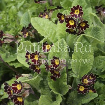 Примула полиантовая Gold Laced Jack in the green (Primula polyanthus Gold Laced Jack in the green )