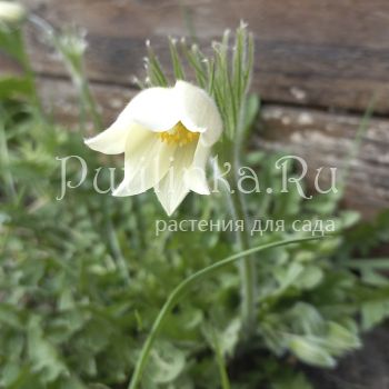 Прострел альпийский (pulsatilla alpina ssp. sulphurea)